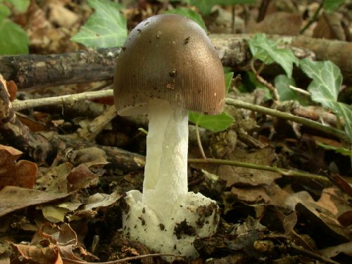 Amanita vaginata